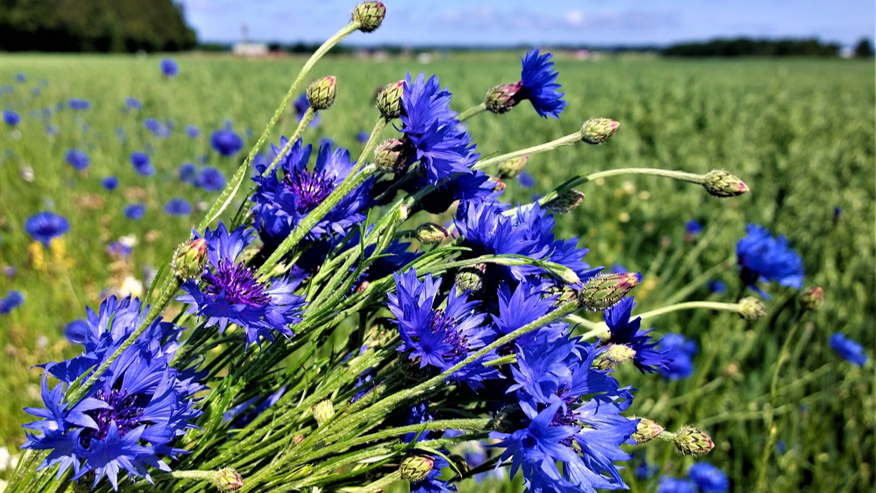 Hyvää kesää! Kirjaston palvelut kesällä: utu.fi/fi/ajankohtais…  Happy summer! Library services in summer utu.fi/en/news/news/l…