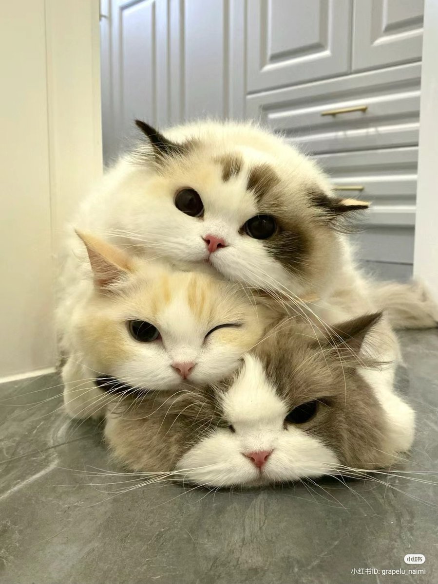 Cat tower