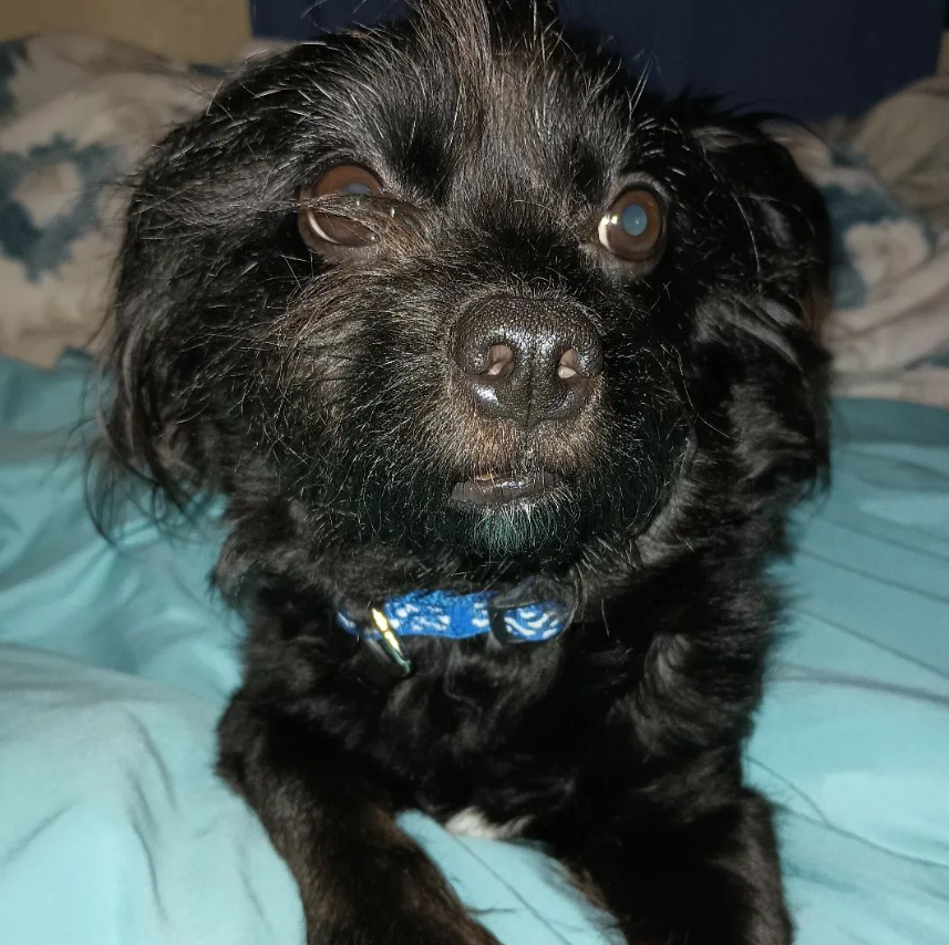 BabyLilos's tweet photo. #puppylife🐾 #puppy #puppylove #cuteness #puppypic #cutedogs #Puppies #cutenessoverload https://t.co/kAmMJ05xop