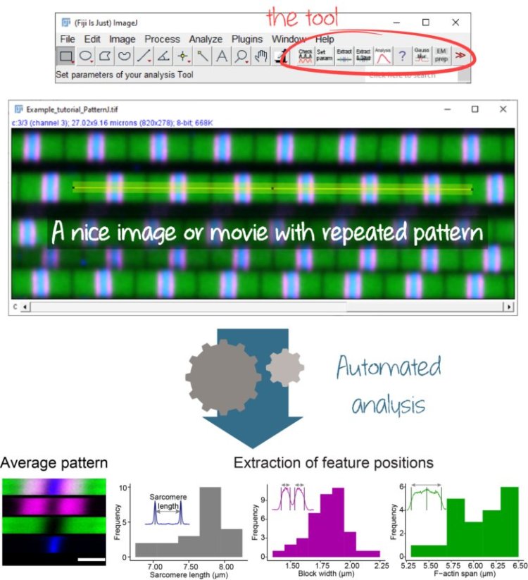 IBDM (@ibdmmarseille) on Twitter photo 🎉Congratulation to Mélina Baheux Blin and
@PierreMangeol from the <a href="/SchnorrerL/">Frank Schnorrer</a> team for the publication of their work in <a href="/BiologyOpen/">Biology Open</a>
👉 PatternJ: an ImageJ toolset for the automated and quantitative analysis of regular spatial patterns
👉 To know more: ibdm.univ-amu.fr/speed-up-muscl… 🎉Congratulation to Mélina Baheux Blin and
@PierreMangeol from the <a href="/SchnorrerL/">Frank Schnorrer</a> team for the publication of their work in <a href="/BiologyOpen/">Biology Open</a>
👉 PatternJ: an ImageJ toolset for the automated and quantitative analysis of regular spatial patterns
👉 To know more: ibdm.univ-amu.fr/speed-up-muscl…