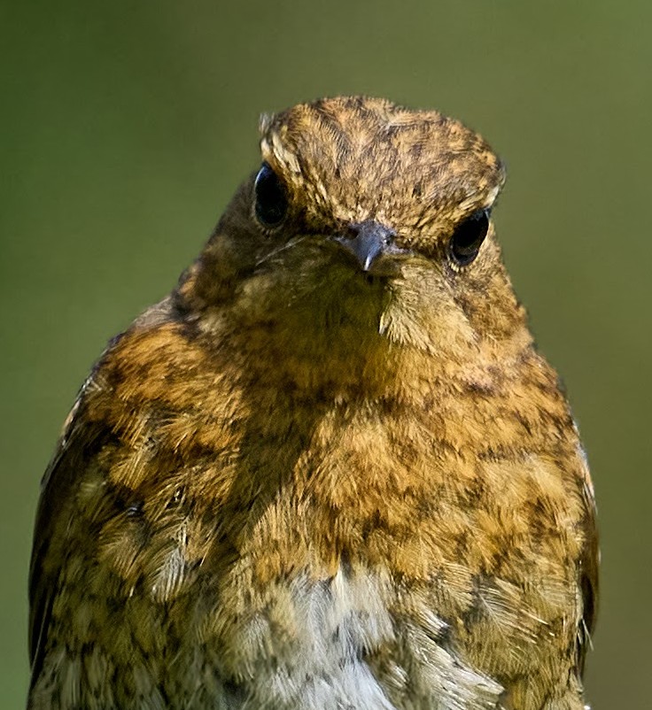 paulhayes55's tweet photo. Can I help you. 
Robin fledgling https://t.co/VVvzr4C89T