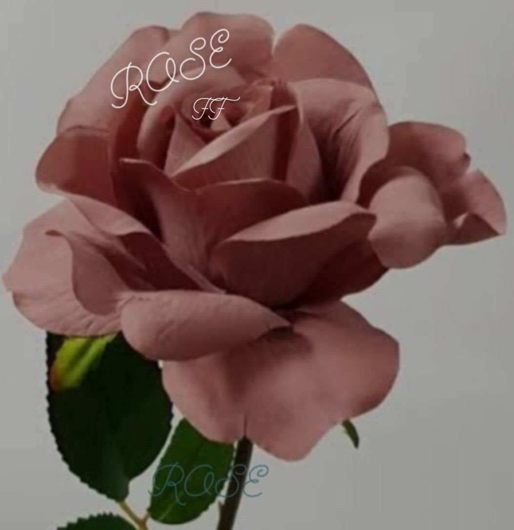 esrardumanim's tweet photo. ROSE FF🧿
@Roseclod
@Rosecl11 
@Tunc__
@Elaa388 
@emekedge 
@1Krklm
@_bir63
@SiirSL1
@mkus27
@SiirSL_
@fzsnchp
@Akkurt026 
@Ah_Acr
@Ertnaykt
@drsn_42
@Glsmk49 
@Drrsn42
@Akif2_
@Fz01b
@EeeSaoh
@anket4108
@Rbtl01
@Emir_Tgy1905
@Burcu236 
@Minenizsiz 
@kcef79
@g54058787 https://t.co/Bu5sQRILRd