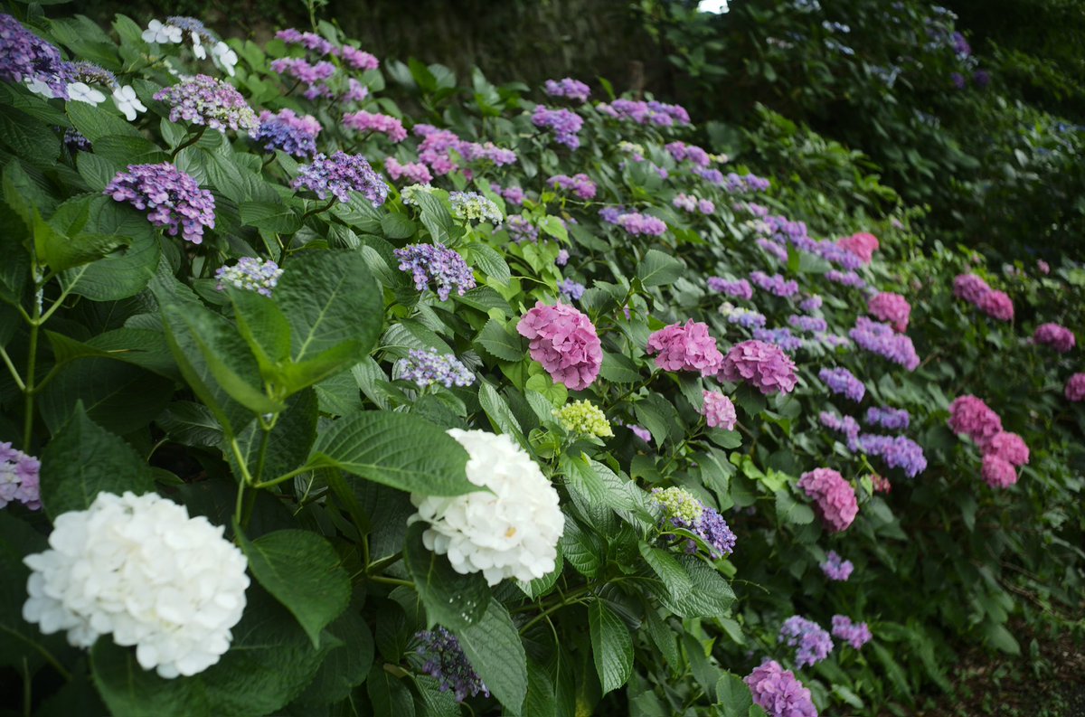 xtd1g9ma2yo4's tweet image. Leica M10-R
POLAR SOLARON 35mm F2.0 7枚玉
jpeg撮って出し
#静岡県 #下田 #下田公園 #あじさい祭
#leica #SOLARON #7枚玉