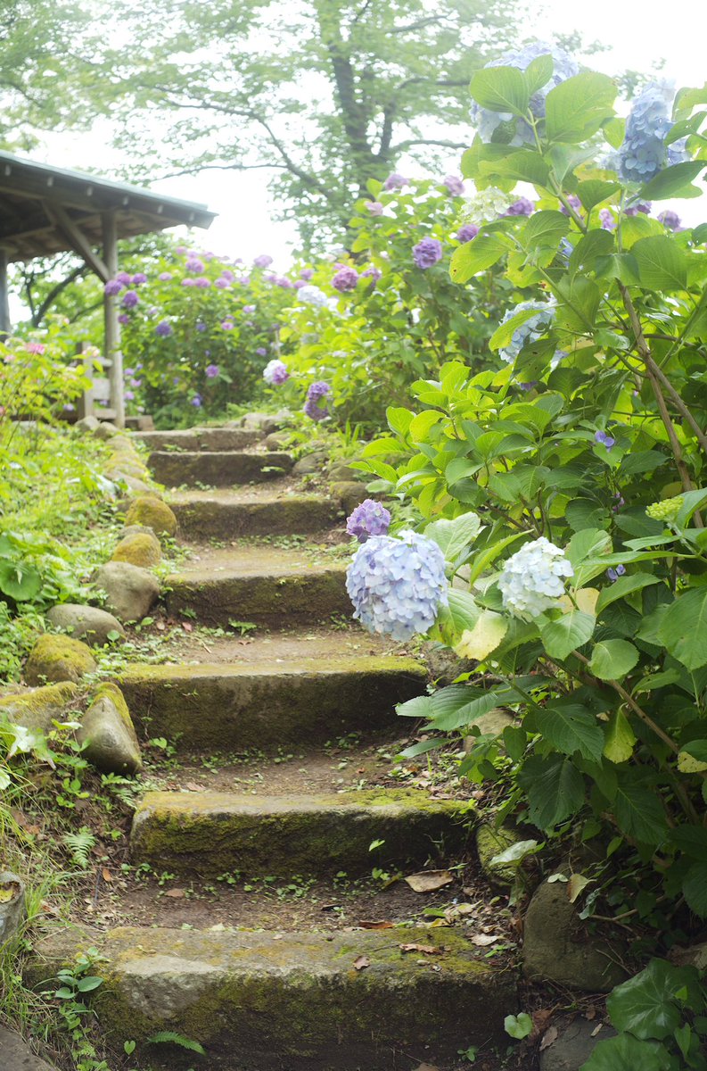 xtd1g9ma2yo4's tweet image. Leica M10-R
POLAR SOLARON 35mm F2.0 7枚玉
jpeg撮って出し
#静岡県 #下田 #下田公園 #あじさい祭
#leica #SOLARON #7枚玉