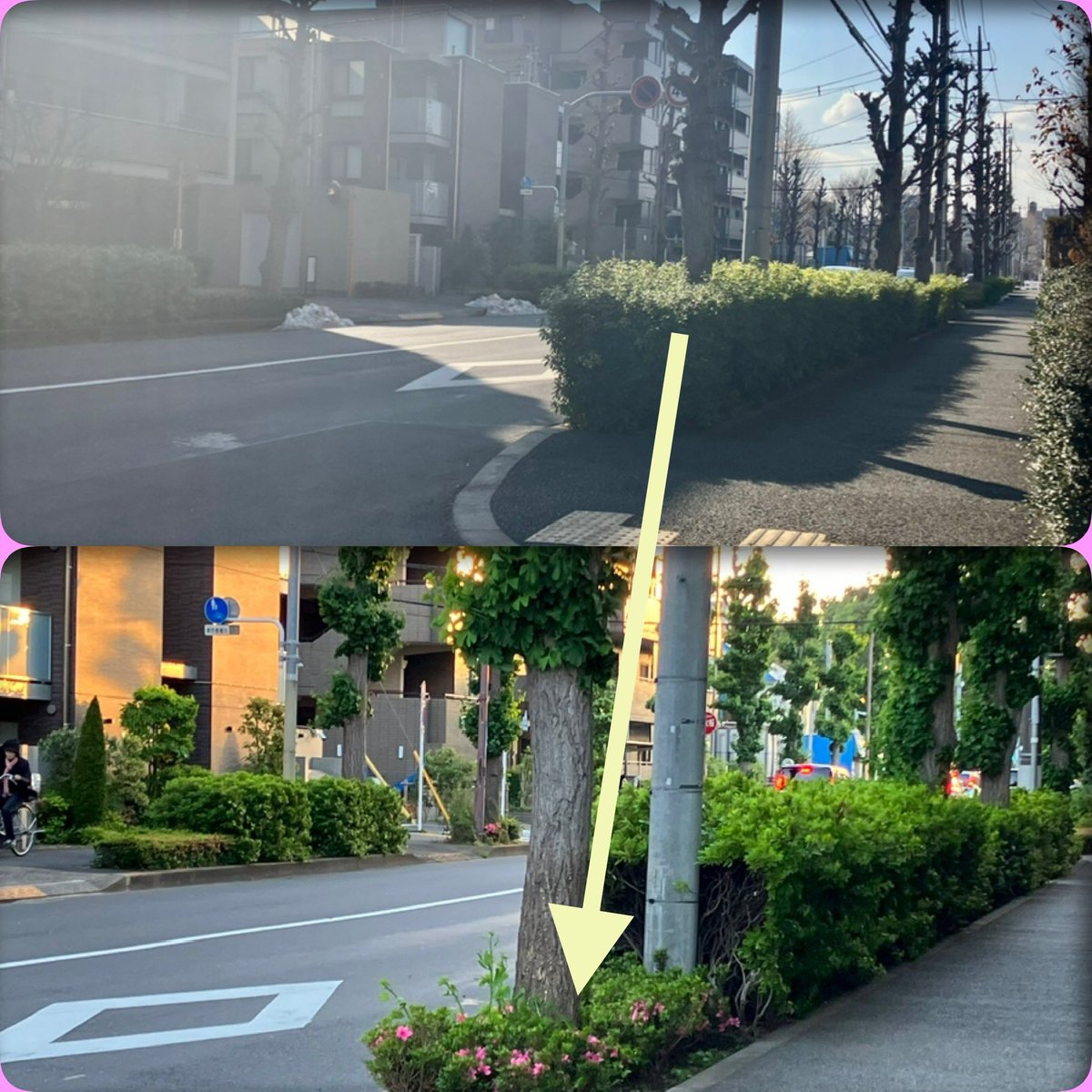 植栽低木化