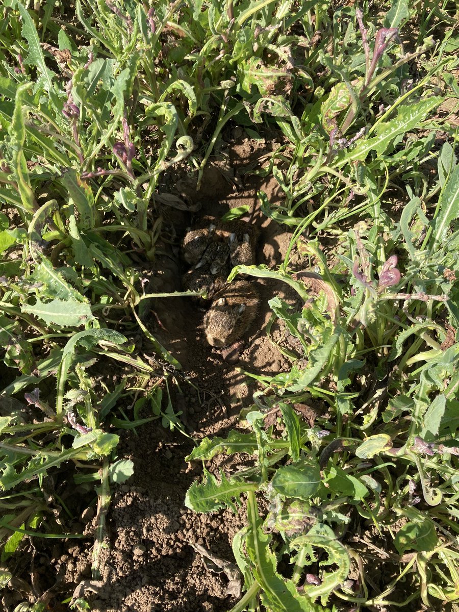 Sean Lumley tweet media