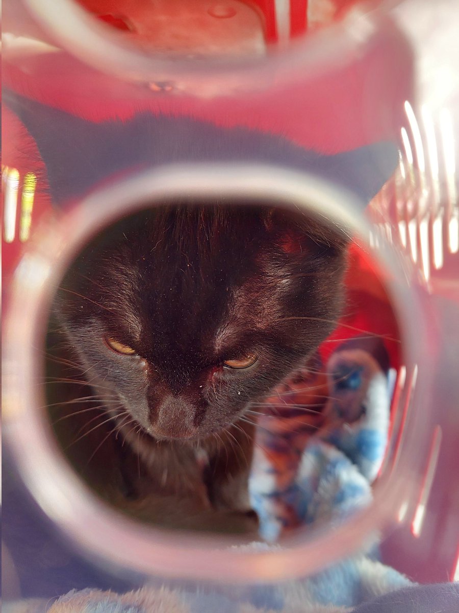 Alf131281's tweet image. Aragorn hat Fieber und frisst/trinkt nicht,ich fahr jetzt direkt zum Doc☝️ bitte, ich muss dann jetzt echt wieder betteln, wer hat einen Euro über für die Tierarztkosten 🙏 da wird jetzt noch einiges zu der Kastration dazukommen, jeder Euro hilft‼️ Paypal.me/farmlahr 🙏💜🐾