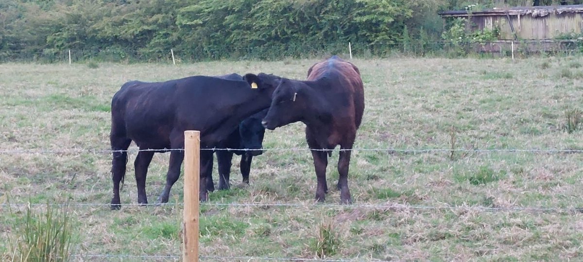 Yesterday evening Blue Watch attended a cow stuck in a ditch in Tarporley with our colleagues from  Bollington. Crews used strops &amp; glide sheets to rescue the cow &amp; return it to the herd with no injuries.
#AnimalRescue #CheshireFire 🐮🚒
