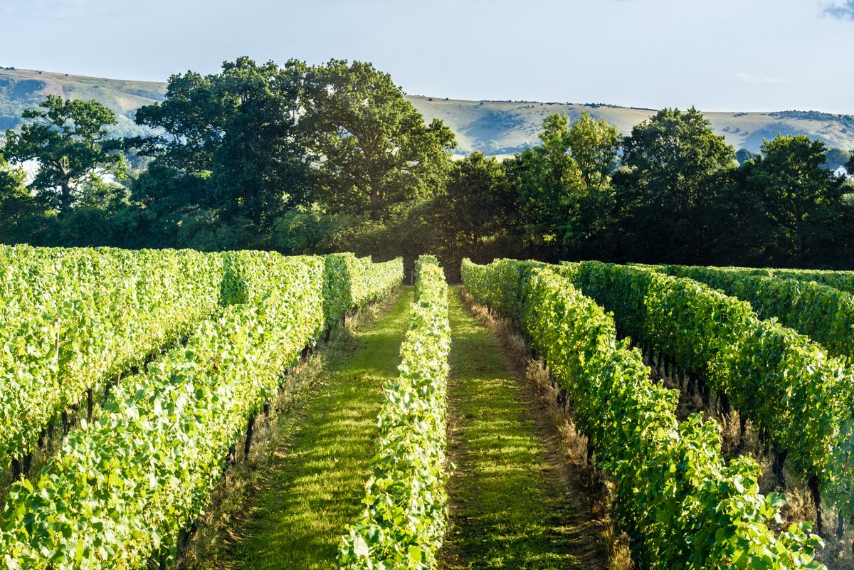Visit South East England (@visitseengland) on Twitter photo Celebrate #englishwineweek with 2-for-1 tastings (until 22nd June) <a href="/RidgeviewWineUK/">Ridgeview Wine</a>. Sample your way through Signature & Limited Release #Englishsparklingwines, overlooking the Chardonnay vineyard. Perfect way to discover a new favourite wine 😍
ridgeview.co.uk/events/
#sussex Celebrate #englishwineweek with 2-for-1 tastings (until 22nd June) <a href="/RidgeviewWineUK/">Ridgeview Wine</a>. Sample your way through Signature & Limited Release #Englishsparklingwines, overlooking the Chardonnay vineyard. Perfect way to discover a new favourite wine 😍
ridgeview.co.uk/events/
#sussex
