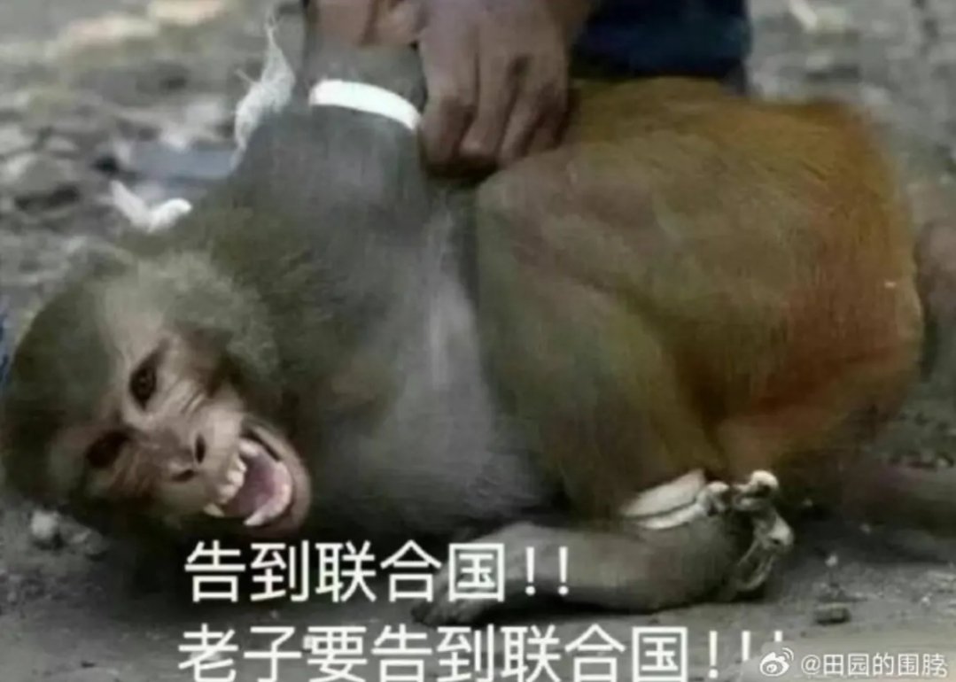 cxn2401's tweet image. 猴子别挣扎了