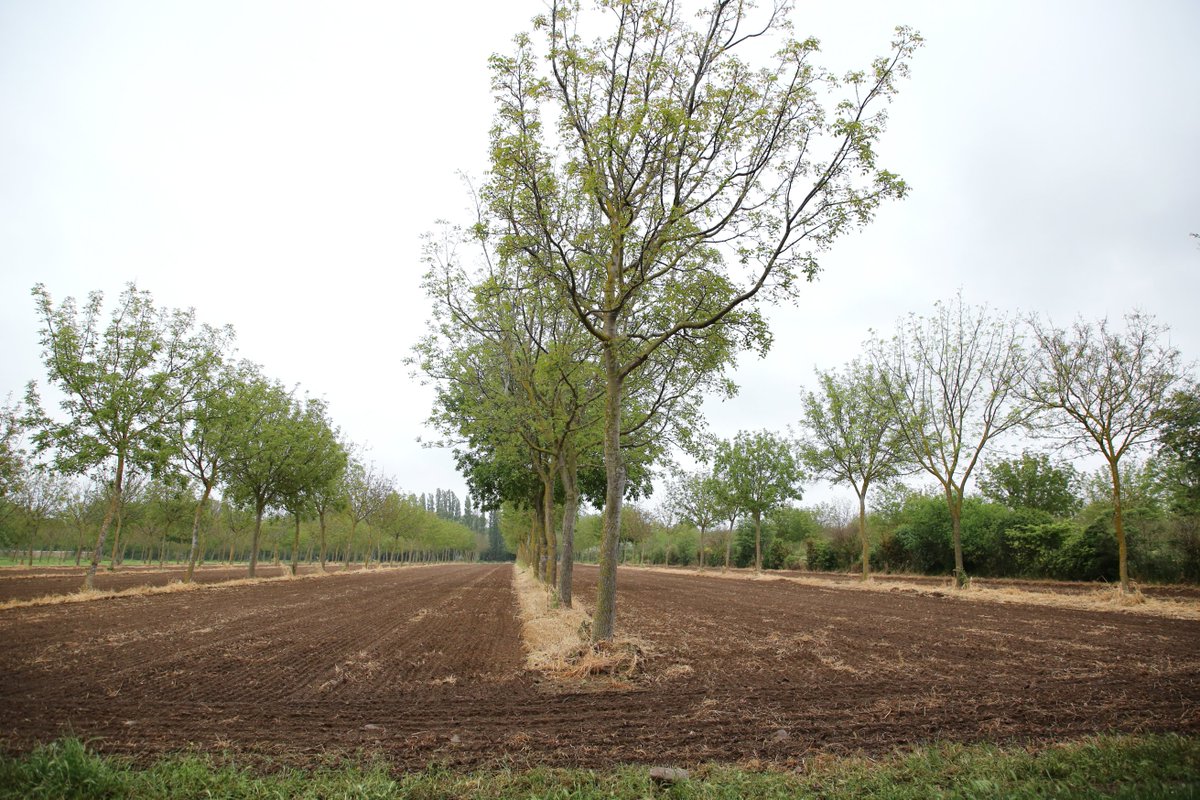 DiputacioGirona's tweet photo. 🌳Visitem sistemes agroforestals al sud-est de #França per adaptar l'agricultura i la ramaderia al #canviclimàtic. 

📍En el marc del LIFE #AgroforAdapt, la #DdGi actua en 85 ha entre la Finca Camps i Armet (#Monells) i a Can Vilallonga (#CassàSelva).

👀👉https://t.co/lir9QpCilS https://t.co/W33oFOxV0i