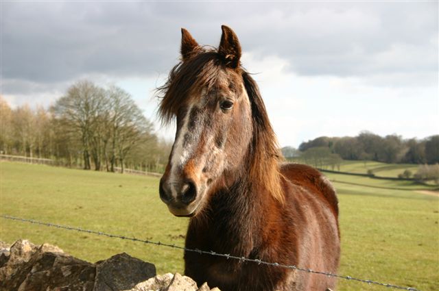 🔬Can you help support research? <a href="/RoyalVetCollege/">Royal Veterinary College (RVC)</a>  are calling for owners &amp; previous owners of former racehorses in the UK to share their experiences of rehoming racehorses. If you are over 18 &amp; live in the UK you can complete the survey here 👉  app.onlinesurveys.jisc.ac.uk/s/rvc/racehors…