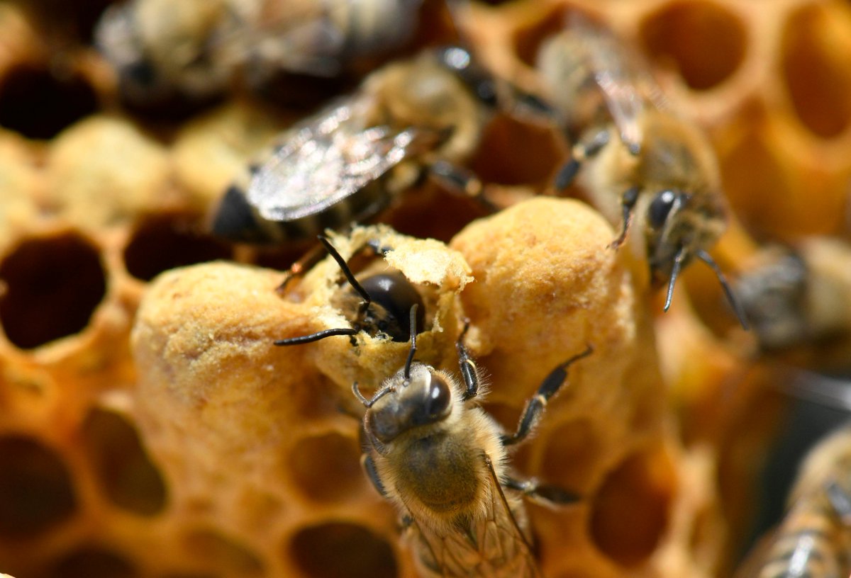 LoveBritishFood's tweet image. Why buy British honey?🇬🇧

Only 14% of the honey we consume comes from Britain, compared to 60% on average in Europe.  Most of our bee keepers are small-scale enterprises.

Support our local economies and Love British Honey!