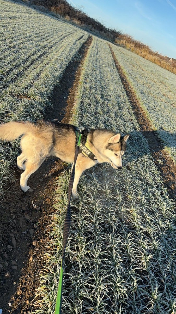 Help2Rehome Scotland tweet media