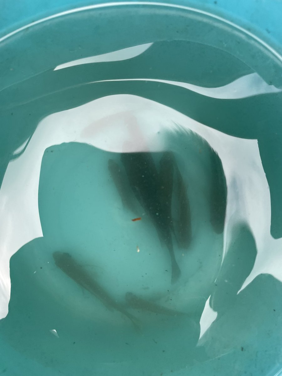 金夜かと思ったらまだ木曜日でした。
間もなく梅雨入りで釣りキチには辛い季節
ちなみにブルーギルたくさん釣った
 #千葉 #房総 #内房 #釣り