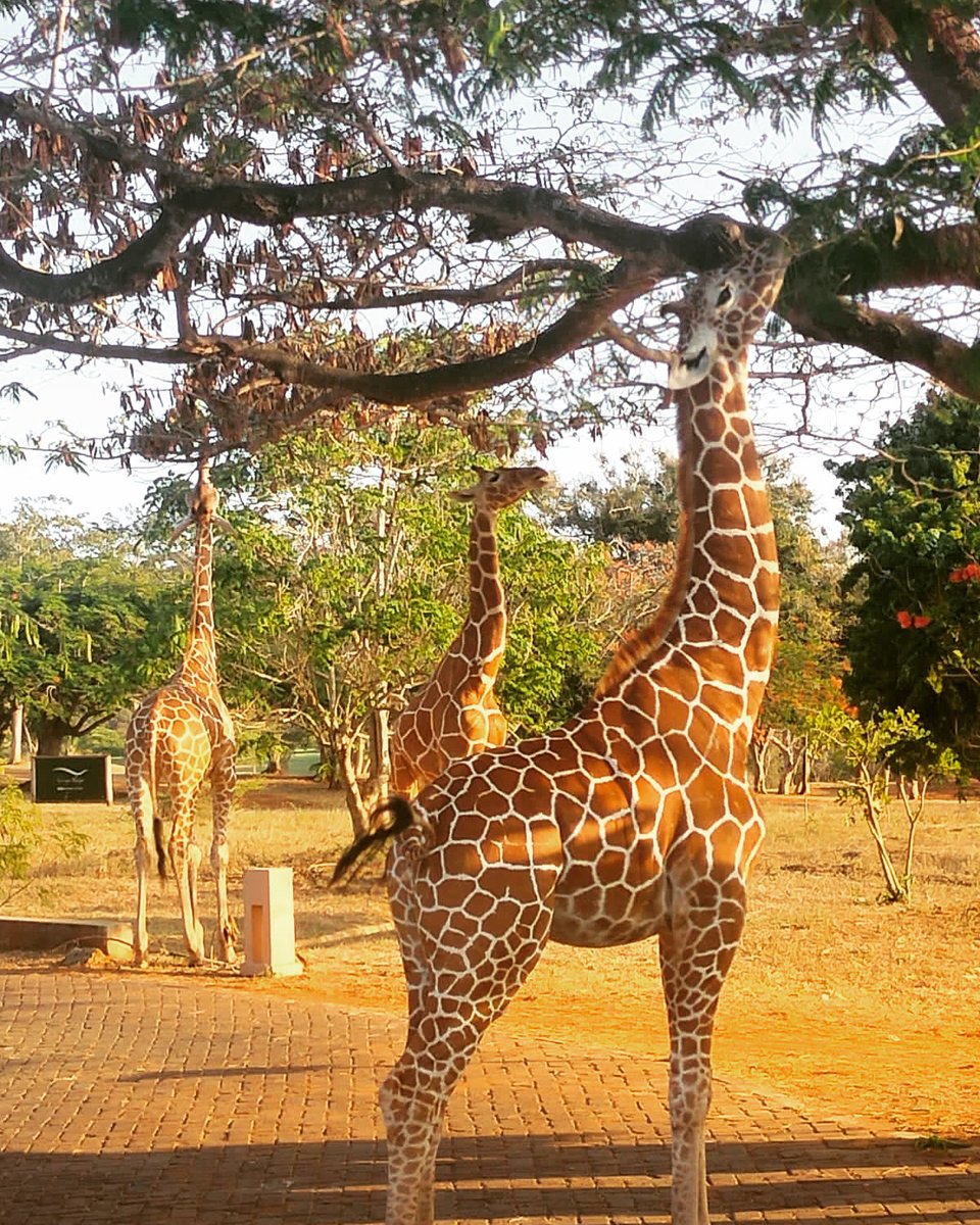 Come Celebrate World Giraffe day with us!  Event Details and sign up: vipingoridge.com/events/world-g…