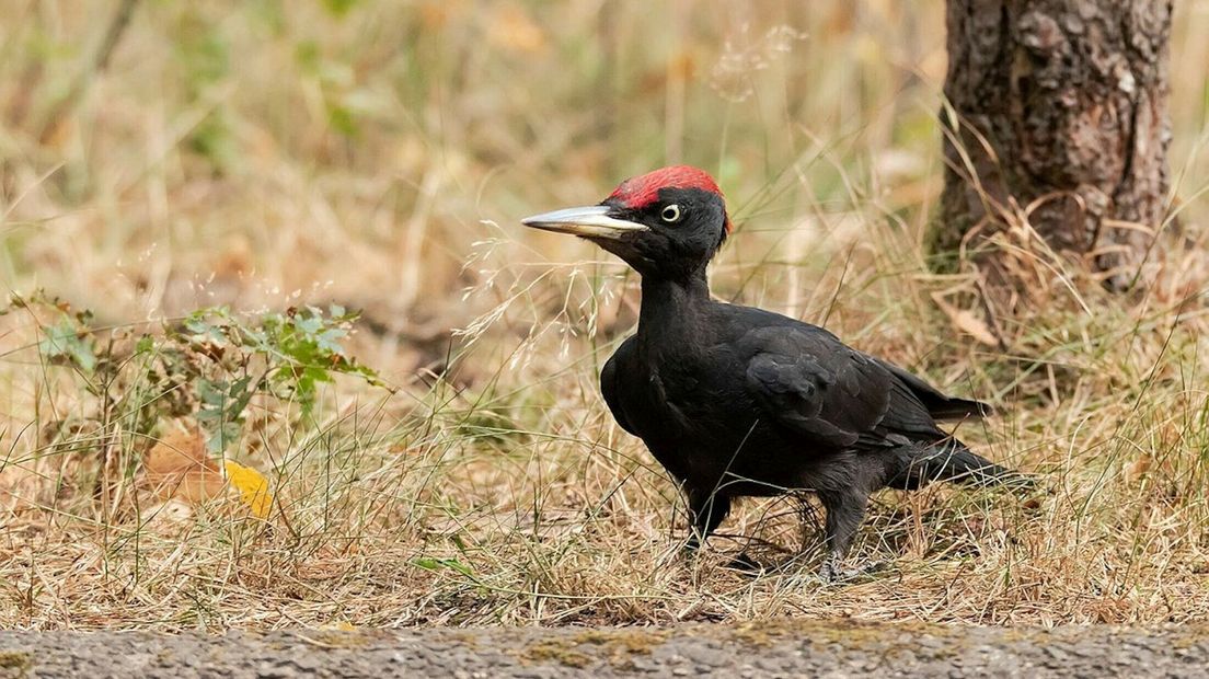 Vroeger waren spechten niet welkom in het bos, nu krijgen ze alle ruimte. Herken jij de verschillende soorten? rtvd.nl/3VOGWb1