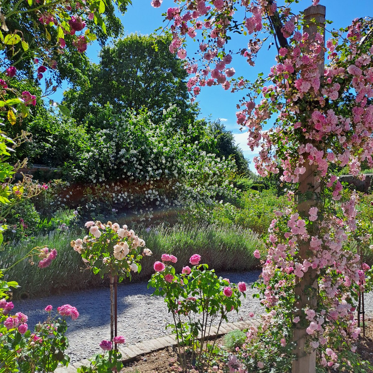 MottisfontNT's tweet photo. Views from the rose garden, 20 June: we may be past the peak of the season, but there's plenty of colour and scent in the walled garden. Rambling roses spill over archways and many shrubs are still in bloom. https://t.co/ruSv3VbsNu