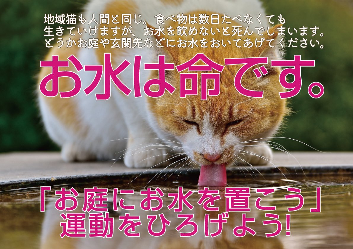 63NiY6yY7YDHiYk's tweet photo. お外の猫達にとって過酷な夏。心配で毎年この投稿をしますが、叩かれて心が折れそうになり削除してしまう弱い私です。
でも今年も投稿します。
不快に思う方はメッセージは結構です。どうかスルーして下さい。
賛同して下さる方がいらっしゃればどうかお庭や玄関先などにお水を置いてあげて下さい。 https://t.co/JxGkNyOhX9