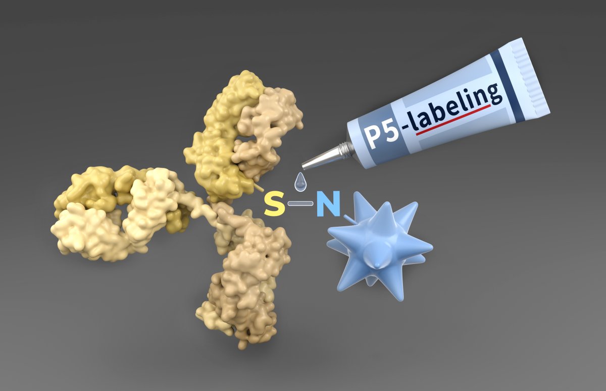 FMP Berlin (@leibnizfmp) on Twitter photo P5 technology from Christian Hackenberger group <a href="/PhosphorusFive/">The Hackenberger Group</a> enables a novel ADC now being tested in Phase I/IIa clinical trials.👏 Read more: leibniz-fmp.de/newsroom/news/…
#Innovation #CancerTherapy #ADCs #basicresearch P5 technology from Christian Hackenberger group <a href="/PhosphorusFive/">The Hackenberger Group</a> enables a novel ADC now being tested in Phase I/IIa clinical trials.👏 Read more: leibniz-fmp.de/newsroom/news/…
#Innovation #CancerTherapy #ADCs #basicresearch