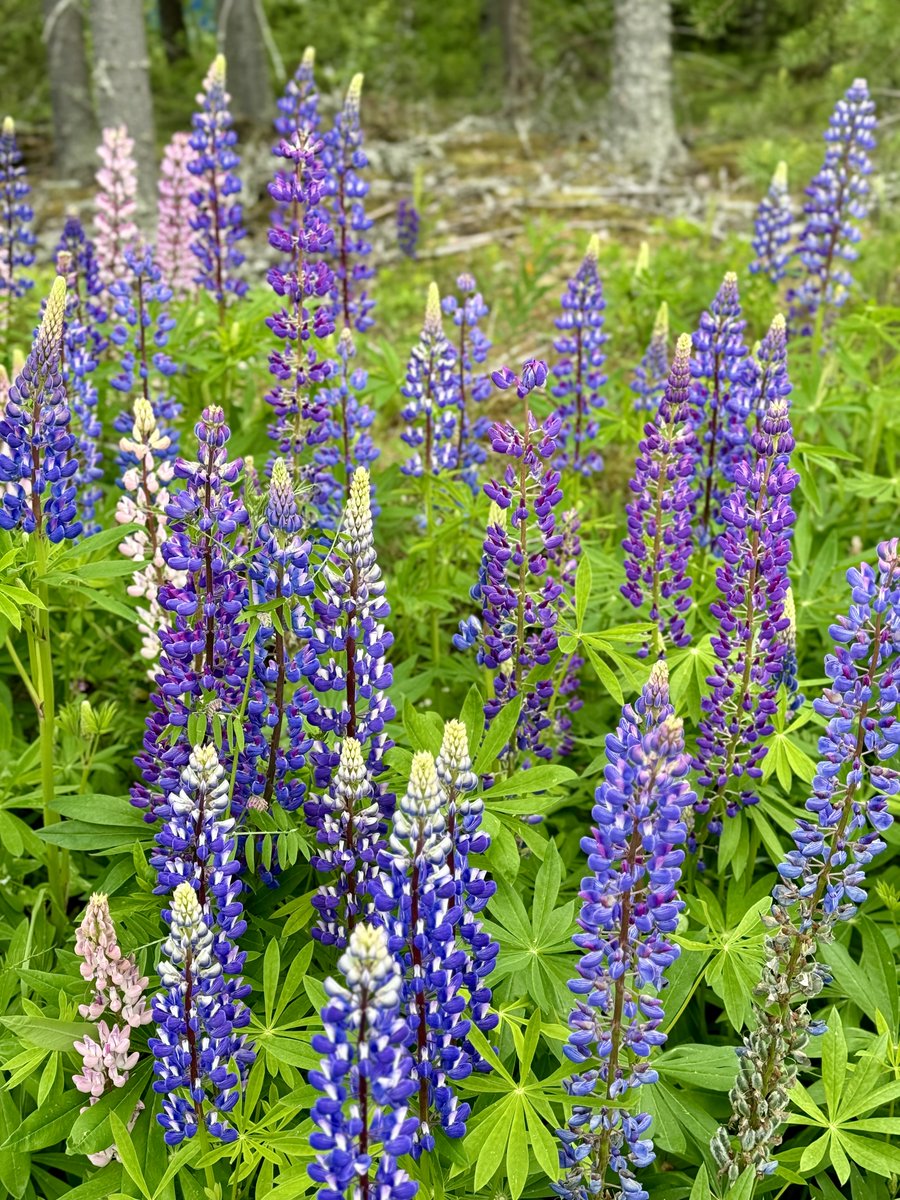 Energistä juhannusta! 🌿🌞
Nyt on paras aika nauttia Suomen suvesta, yöttömästä yöstä ja moninaisista juhannustraditioista - tehdä juhannustaikojakin! ✨

Naimattomat voivat kerätä juhannusyönä seitsemän erilaista kukkaa tyynyn alle nähdäkseen unessa tulevan puolisonsa.