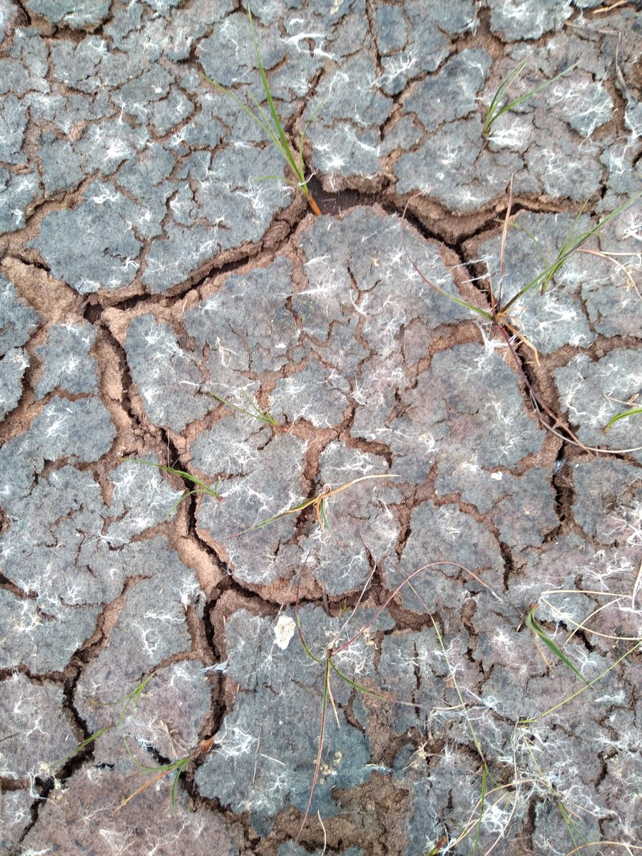 Fred Worrall (@fredworralldu63) on Twitter photo Want to work on how we could use peatland management to directly cool the climate? Two funded MSc by research here at Durham
durham.ac.uk/departments/ac… Deadline 2nd July use the link to apply or contact me <a href="/DurUniEarthSci/">Durham Earth Science</a> #peat Want to work on how we could use peatland management to directly cool the climate? Two funded MSc by research here at Durham
durham.ac.uk/departments/ac… Deadline 2nd July use the link to apply or contact me <a href="/DurUniEarthSci/">Durham Earth Science</a> #peat