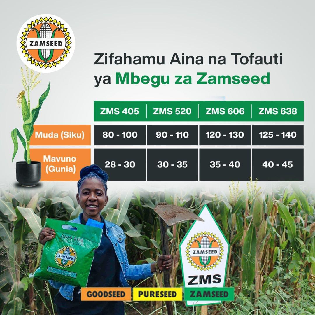 ZamseedTZ's tweet photo. Zifahamu mbegu za Zamseed, Kwa siku chache Magunia ya kutosha
Usiendelee kulima Mbegu ambazo hazikupi Matokeo mazuri Shambani. Panda Zamseed ufaidike maradufu
#goodseed #pureseed #zamseed https://t.co/4vVeNL2p0f