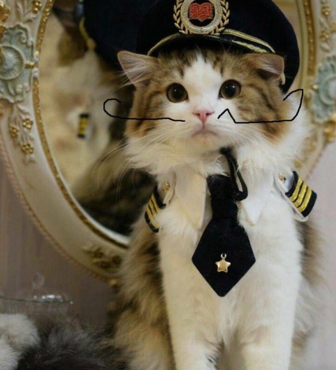 japan_plays's tweet photo. @mrpunkdoteth EASY $NCAT 😸🧠
FIRST MEME CREATED FROM THE MIND…

and its a CAT. 

Ca: 82Rc22mnyHrmBGwj15rhYhFzVrU3bgFkjNtV3iHjpump
TG: https://t.co/ZbyMm9na6Q 
X: https://t.co/zrKOcvgRV7 https://t.co/wjcqZFdswU