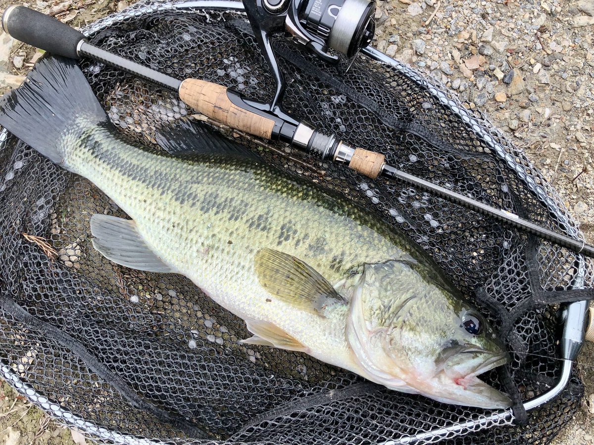 どクリアリザーバーでサイト祭り🐟
53cm、49cm、48cm、45くらいの2本の計5本
全てラストエースのリアクションサイト
稚鮎偏食個体にめちゃ効く釣り
見つけさせ方で勝敗が決する笑
くっそ遠くからぶっ飛んできて食うのおもろすぎた笑
#ラストエース
#50UP