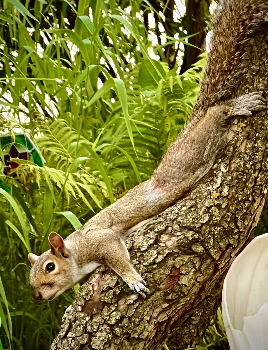 r_fototkr's tweet photo. Morning!
#gardenersworld #gardenvisitor #squirrel #illinoisnature #backyard #juneheatwave #justchillin https://t.co/GXN1N3Msnx