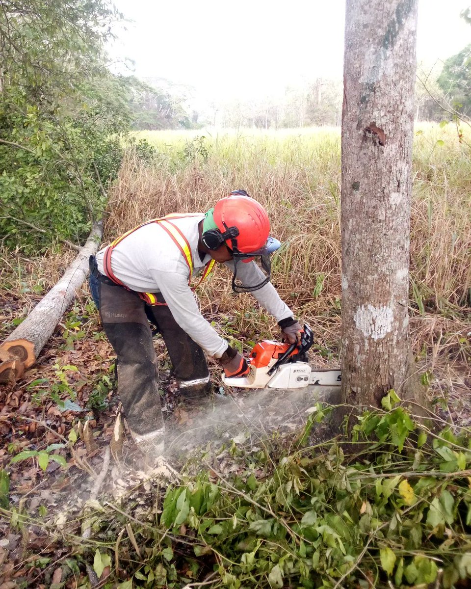Realizamos labores de aclareo en nuestro bosque para ayudar a los árboles a generar mayor calidad, al reducir de esta manera la competencia de nutrientes y recursos. 

Esta práctica permite mantener las tasas de crecimiento y la productividad.