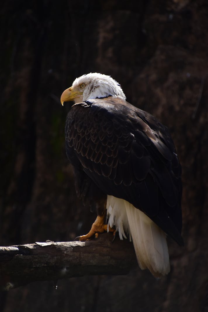 amdwebdesign's tweet image. 🦅 Happy American Eagle Day! Let's celebrate the majestic symbol of freedom and conservation together! 🇺🇸 #AmericanEagleDay
🌟 Want to boost your online presence? Visit our website today for expert web design and marketing services! Let's soar together! 🚀 #AMDWebDesign
