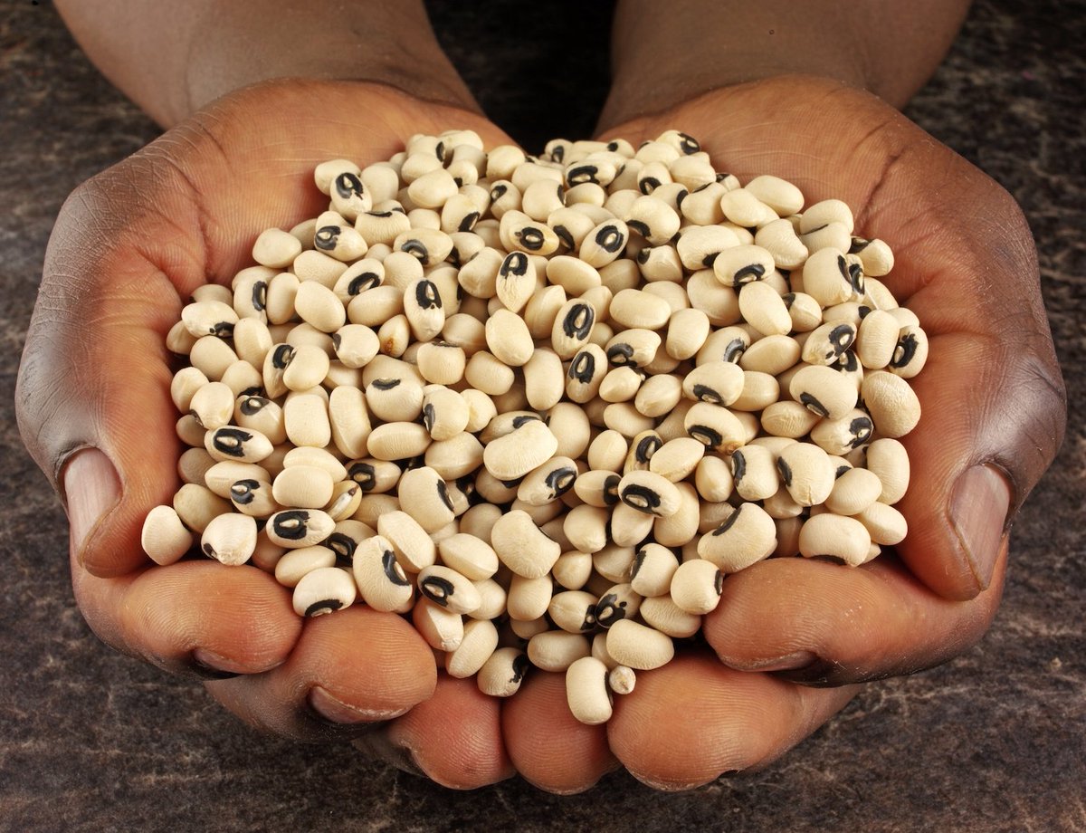 Nig_Farmer's tweet image. This white beans is a GMO bean called PBR Cowpea (Pod Resistant Variety)

It was launched into production in 2019 (Buhari regime) &amp;amp; has since been the main beans farmers plant across Nigeria, it's called SAMPEA T-20.

It is designed to resist the pod borer pest that has been…