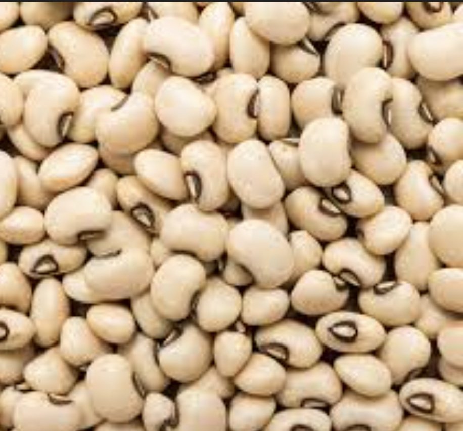Nig_Farmer's tweet image. This white beans is a GMO bean called PBR Cowpea (Pod Resistant Variety)

It was launched into production in 2019 (Buhari regime) &amp;amp; has since been the main beans farmers plant across Nigeria, it's called SAMPEA T-20.

It is designed to resist the pod borer pest that has been…