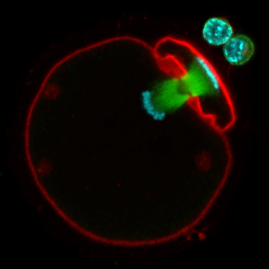 Schuh Lab (@schuhlab) on Twitter photo Women are born with all their oocytes, which need to stay viable for decades to ensure fertility. How are they maintained for that long?
Our latest research in <a href="/NatureCellBio/">Nature Cell Biology</a> reveals that oocyte maintenance involves exceptional protein longevity. nature.com/articles/s4155… (1/9) Women are born with all their oocytes, which need to stay viable for decades to ensure fertility. How are they maintained for that long?
Our latest research in <a href="/NatureCellBio/">Nature Cell Biology</a> reveals that oocyte maintenance involves exceptional protein longevity. nature.com/articles/s4155… (1/9)