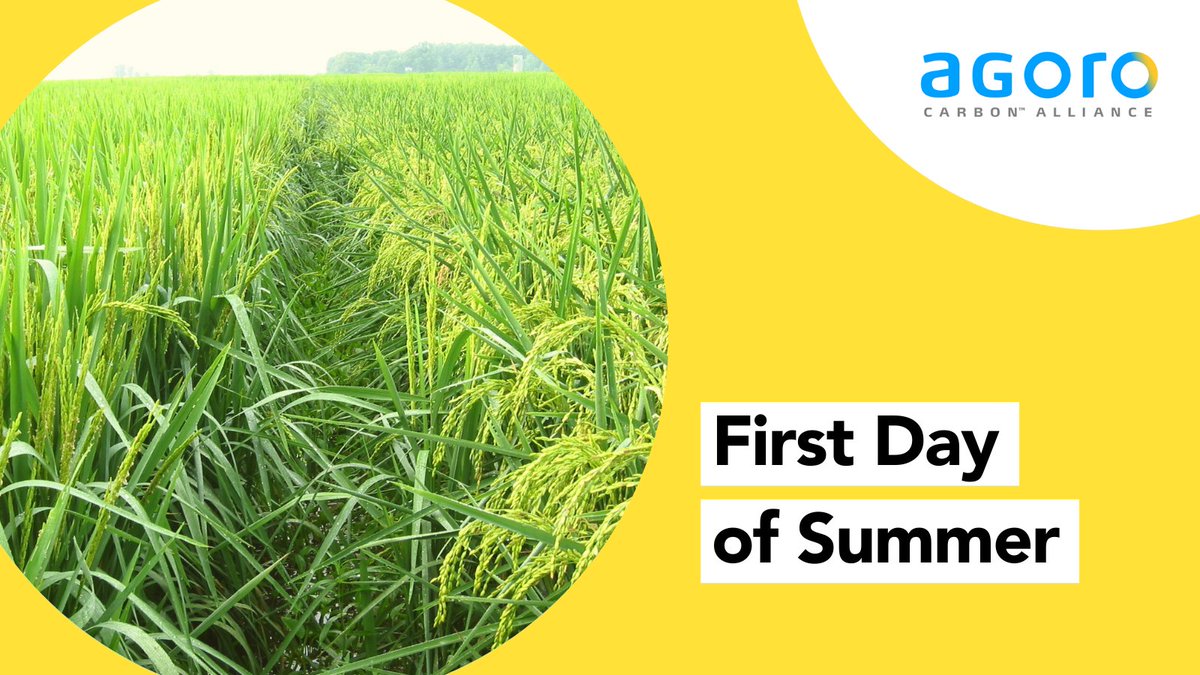 🌞 Happy First Day of Summer! 🌾

As the days grow longer and the sun shines brighter, we welcome the official start of the season!

#FirstDayofSummer