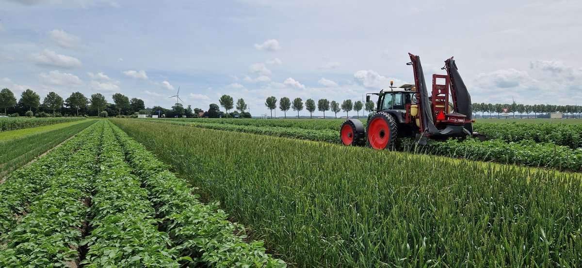 Joost Rijk (@rijkjoost) on Twitter photo #Phythophthora blijft een veelbesproken onderwerp
Op de <a href="/BoerderijvandeT/">BoerderijvandeToekomst</a> gebruiken we 'robuuste' rassen; dit wilt zeggen dat er één of soms meerdere resistentie genen in de aardappels zitten. Echter is de druk van de schimmel zó hoog, dat deze resistenties onder druk staan
1 / #Phythophthora blijft een veelbesproken onderwerp
Op de <a href="/BoerderijvandeT/">BoerderijvandeToekomst</a> gebruiken we 'robuuste' rassen; dit wilt zeggen dat er één of soms meerdere resistentie genen in de aardappels zitten. Echter is de druk van de schimmel zó hoog, dat deze resistenties onder druk staan
1 /
