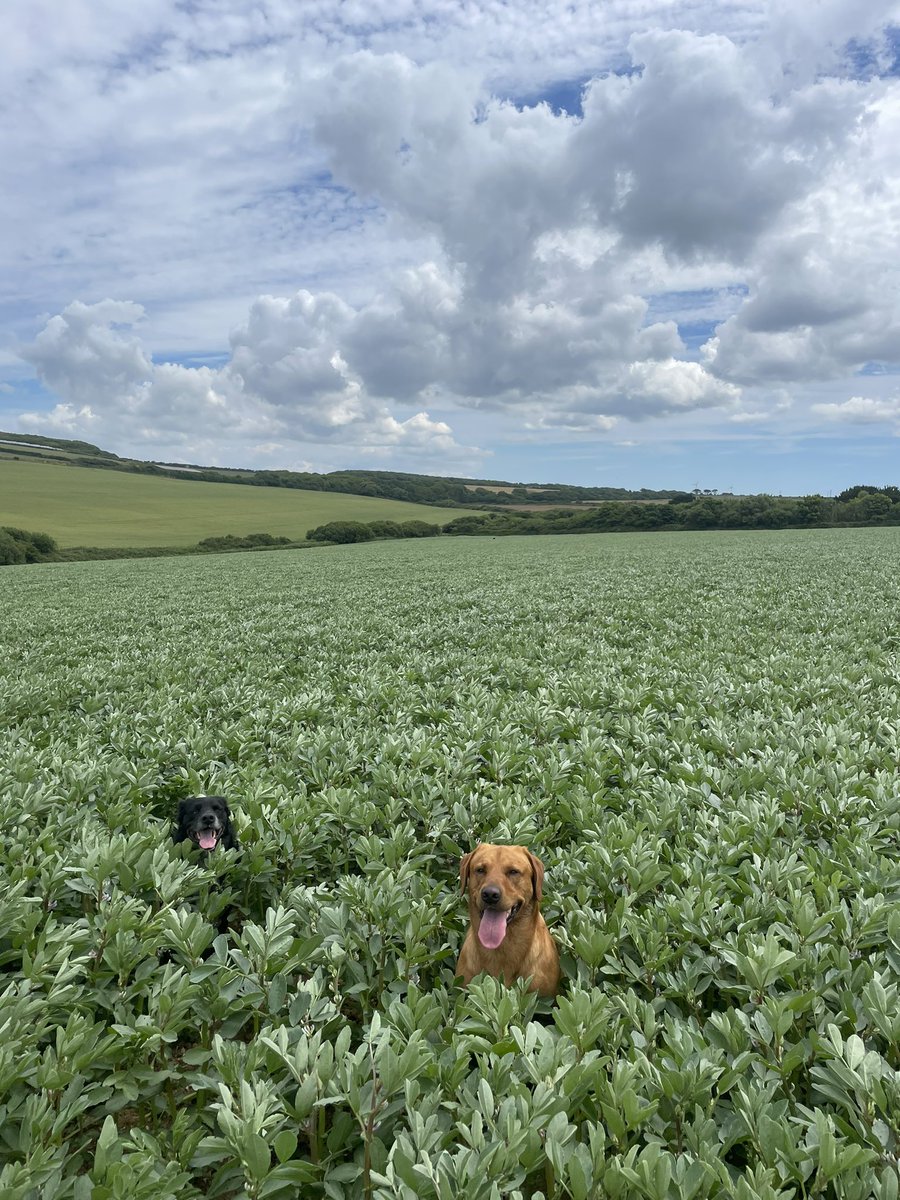 JamesWhatty's tweet photo. Spring beans enjoying the weather so far! A shame that due to sfi I cannot see any being grown next year! Especially with processors demanding home grown protein or non soya diets! #onestepfoward #twoback https://t.co/5RhjvE4Ozs