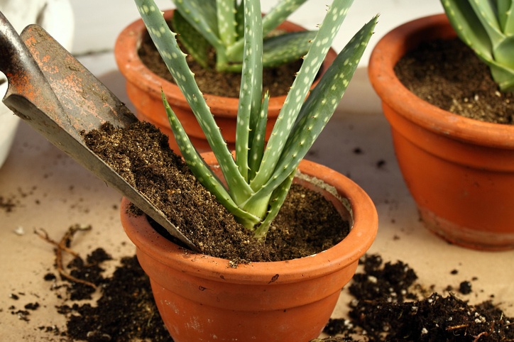 Summertime is here! Want a sun-loving plant for your home? Aloe vera is your best bet! Check out Farm Director Charmaine Peters' latest AroundWellington.com article on how to grow your summer-loving aloe vera plant!

Read here: aroundwellington.com/guide-to-growi…