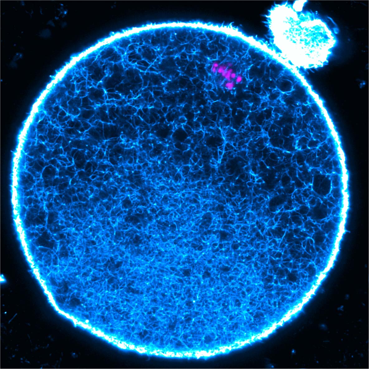 Excited to share our latest study! We discovered that maintaining mammalian oocytes involves extraordinary protein longevity. These proteins support key functions like proteostasis, the cytoskeleton, and mitochondria. Our findings offer new insights into reproductive aging.