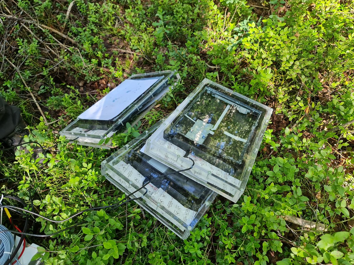 Ivika Ostonen (@ivikaostonen) on Twitter photo When roots grow & who walks on the root...We <a href="/MariliSell/">Marili Sell</a> buried 3 scanners today for <a href="/Klaus_Marian/">Marian Klaus</a> MSc studies, but this could mean more for the entire <a href="/RootEcologyUT/">RootEcology Lab</a> Thanks to our engineering brain <a href="/RaivoMetsvaht/">Raivo Metsvaht</a> <a href="/unitartu/">University of Tartu</a> When roots grow & who walks on the root...We <a href="/MariliSell/">Marili Sell</a> buried 3 scanners today for <a href="/Klaus_Marian/">Marian Klaus</a> MSc studies, but this could mean more for the entire <a href="/RootEcologyUT/">RootEcology Lab</a> Thanks to our engineering brain <a href="/RaivoMetsvaht/">Raivo Metsvaht</a> <a href="/unitartu/">University of Tartu</a>