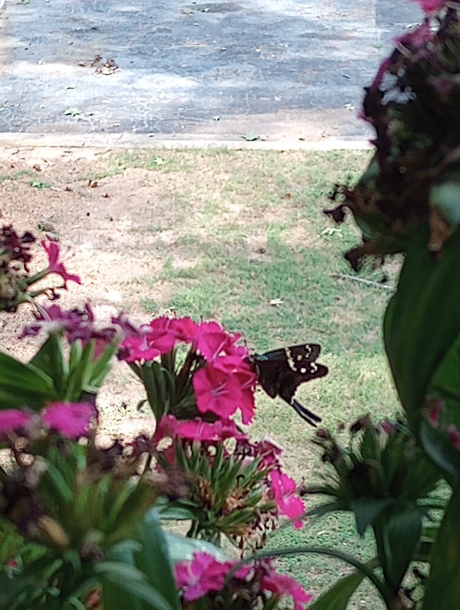 I caught this beautiful feeding on my patio this morning. It was the sweetest thing ever. 🥰 #queenstatus👑💕💕💕