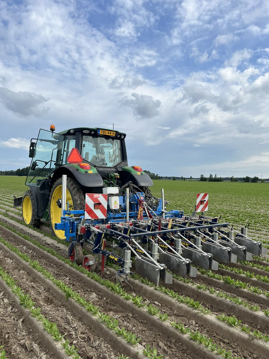 Onder tussen worden de laatste percelen witlof gezaaid maar dit perceel kan alweer geschoffeld worden 👌👌💪