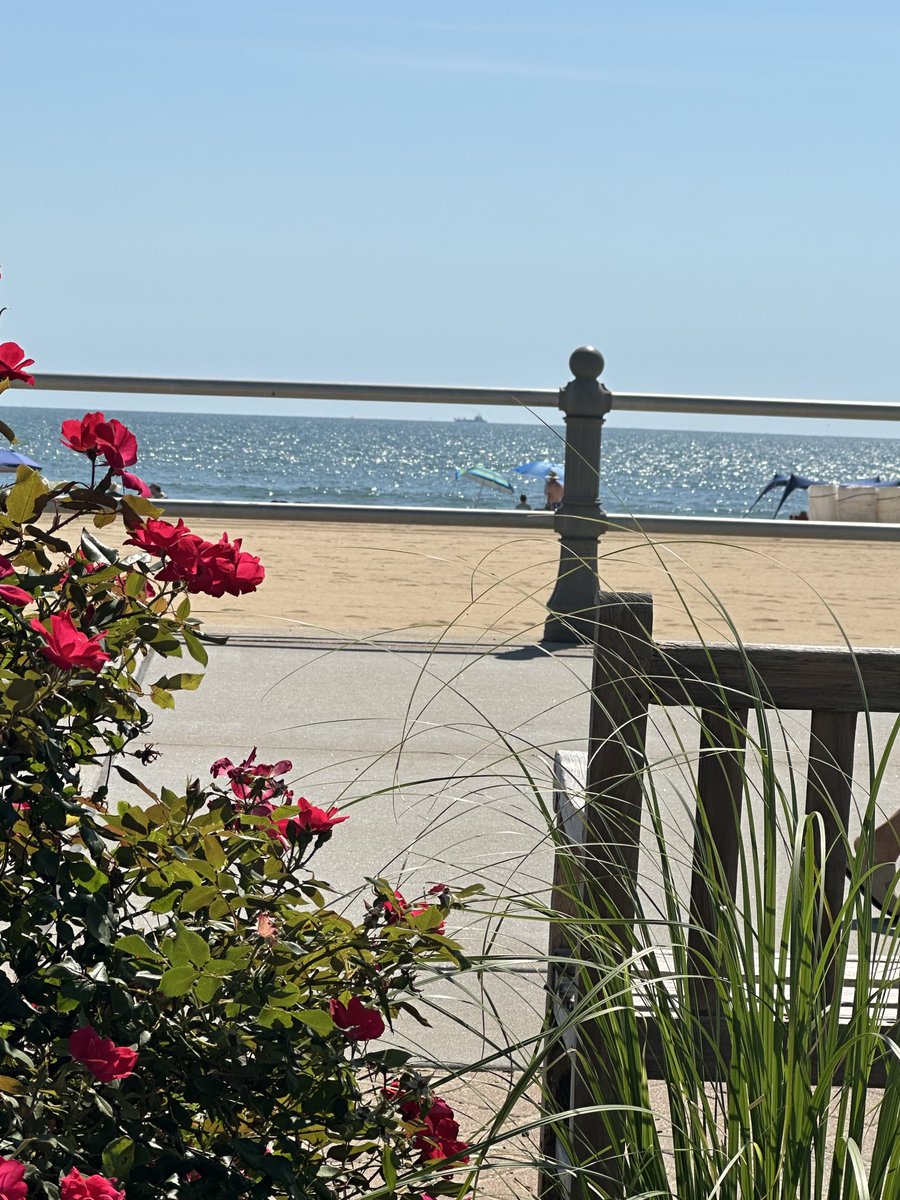 seemva1's tweet photo. Took this photo of blooming roses at Virginia Beach this month https://t.co/mEZVnfUpDX