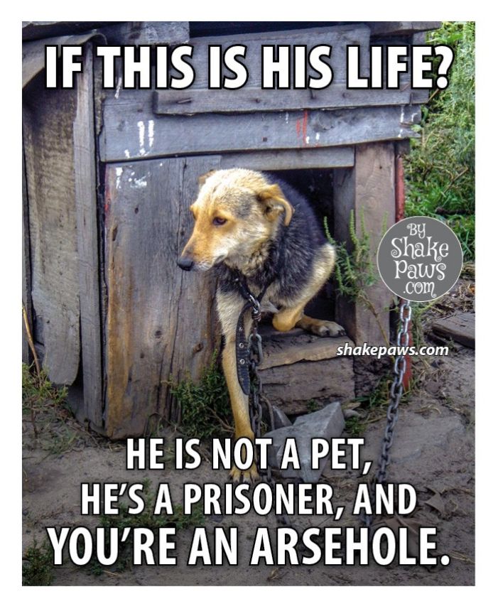 Pets are part of your family. 😪