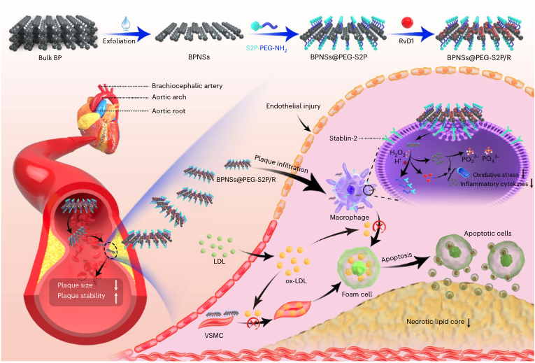 Is #nanomedicine the key to delivering atheroprotective treatments directly and specifically to plaques❓

A study <a href="/NatureNano/">Nature Nanotechnology</a> by <a href="/WeiTaoLab/">Wei Tao</a> describes a novel nanoplatform that efficiently delivers resolvin D to lesional macrophages leading to resolution of plaque inflammation🎯