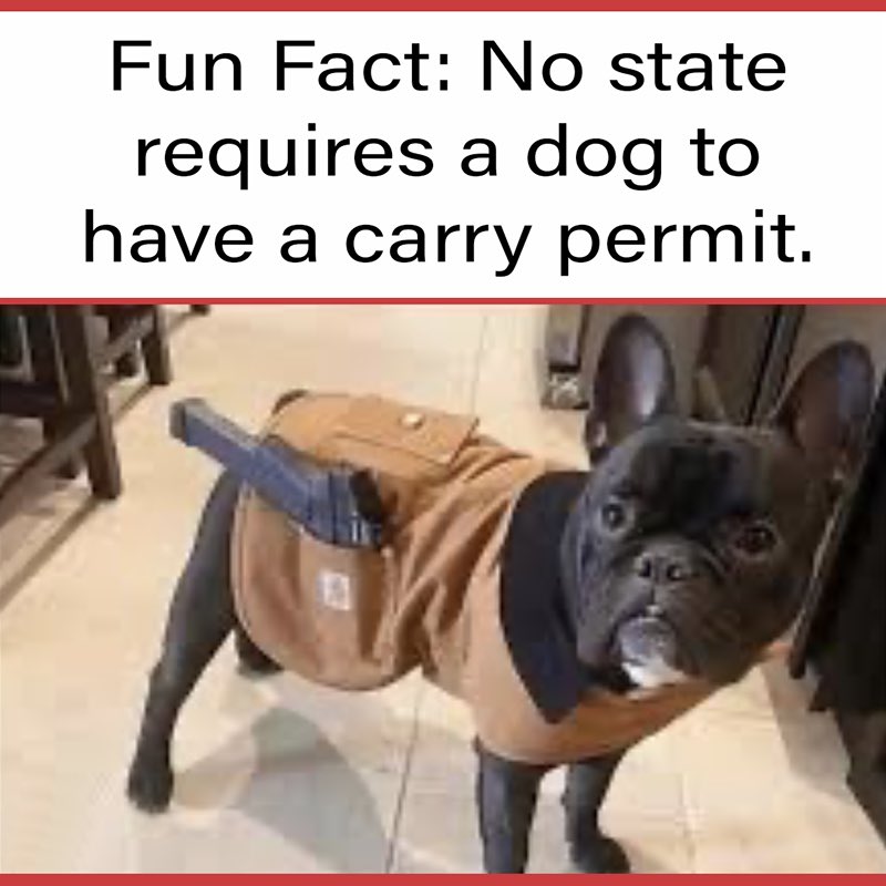 UntdPatriotSply's tweet image. We still have openings for Saturday’s Conceal Carry Class, sooooo… bring your dogs (and your dawgs :) ) and join us Saturday June 22nd at 9am for a fun educational day! Our next class won’t happen until fall/winter so sign up now! #learnnow #defendthesecond #wheremydogsat