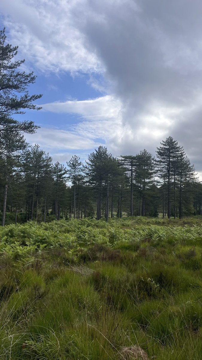 sharonp134's tweet photo. When your asked to dog sit for your eldest it would be rude not to go for a run in #WarehamForest even if more hills than #EastLondon but some beauts for  #TreeClub https://t.co/MZA2TpKJxi