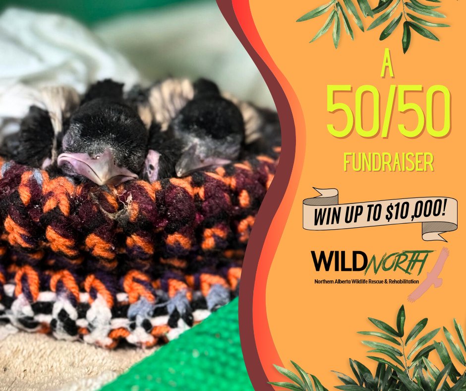 WILDNorth tweet media