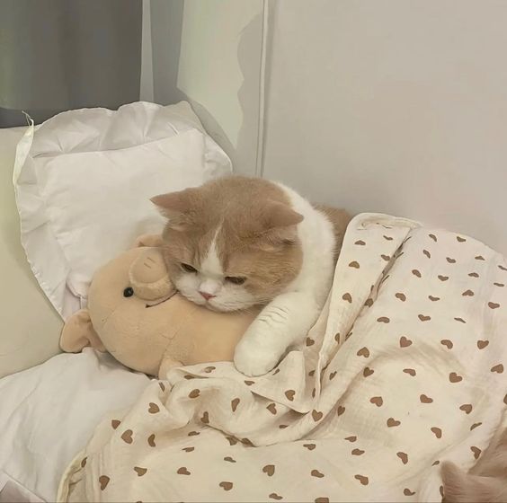 cutest cats (@cutestscats) on Twitter photo 